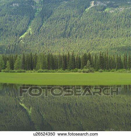 Girl stepping into water, Mt. Robson Provincial Park, Canada View Large Photo Image Stock Image - Girl stepping into water, Mt. Robson Provincial Park, Canada. Fotosearch