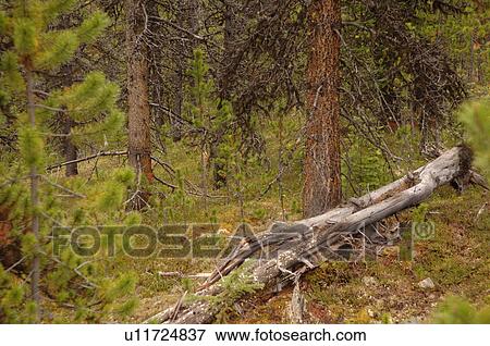 Stock Photo - Log on ground in forest. Fotosearch