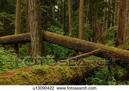 Stock Image - Logs and trees in forest. Fotosearch