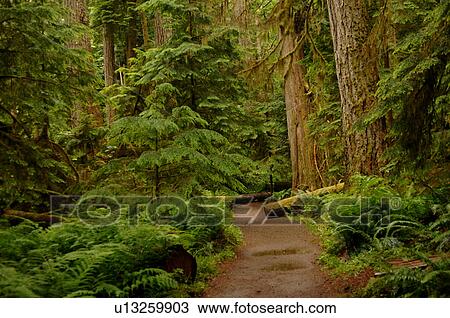 Stock Image - Logs and trees in forest. Fotosearch