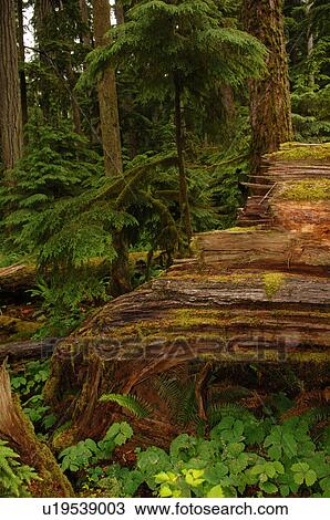 Stock Image - Logs and trees in forest. Fotosearch