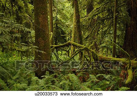 Stock Image - Logs and trees in forest. Fotosearch