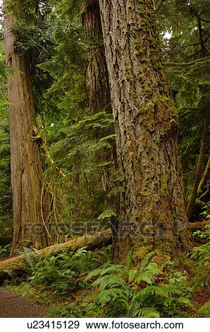 Logs and trees in forest View Large Photo Image Stock Photo - Logs and trees in forest. Fotosearch