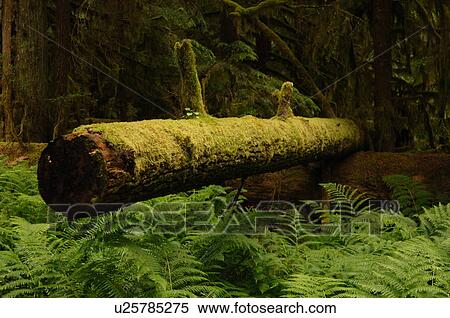 Stock Photography - Logs and trees in forest. Fotosearch