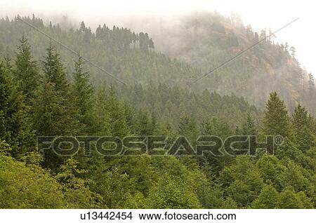Mist over forest landscape, Vancouver Island, Canada View Large Photo Image Picture - Mist over forest landscape, Vancouver Island, Canada. Fotosearch