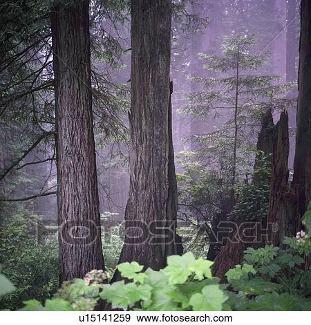 Stock Photo - Photographs of Redwood Forest, California. Fotosearch
