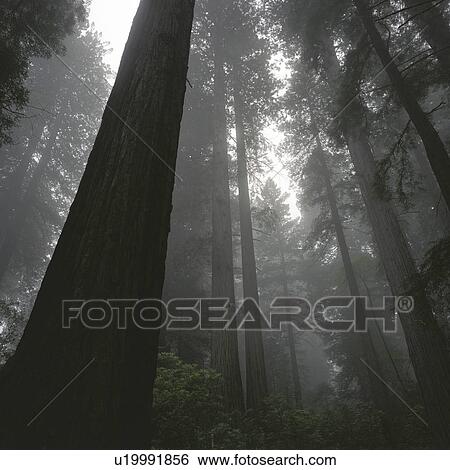 Stock Photograph - Photographs of Redwood Forest, California. Fotosearch