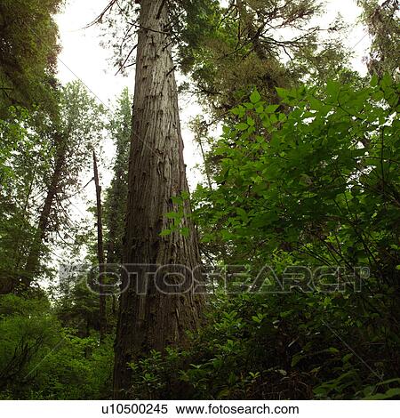 Stock Photography - Rain Forest Trail, Pacific Rim National Park, Vancouver Island, Canada. Fotosearch