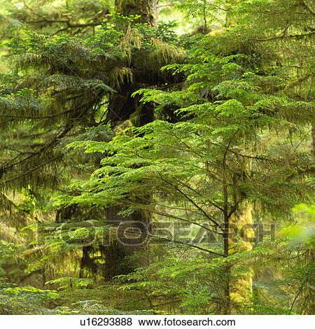 Stock Photo - Rain Forest Trail. Fotosearch