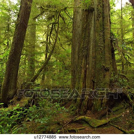 Rain Forest Trail View Large Photo Image Stock Photography - Rain Forest Trail. Fotosearch