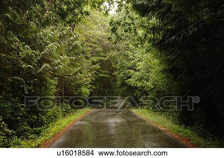 Road through forest View Large Photo Image Picture - Road through forest. Fotosearch