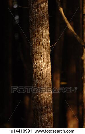 Shadows on Tree Trunk View Large Photo Image Stock Image - Shadows on Tree Trunk. Fotosearch
