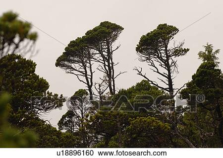 Stock Image - Tall trees in forest, Wild Pacific Trail, Vancouver Island, Canada. Fotosearch