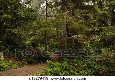 Trail through forest View Large Photo Image Stock Photo - Trail through forest. Fotosearch