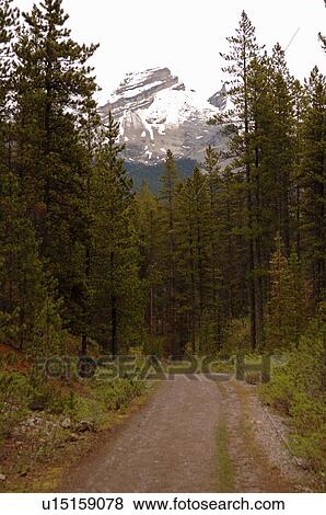 Trail through forest View Large Photo Image Stock Photo - Trail through forest. Fotosearch