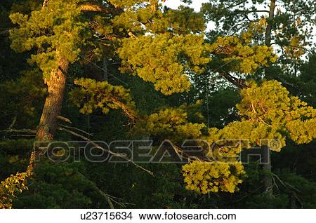 Picture - Tree and leaves. Fotosearch