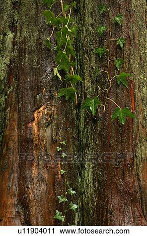 Tree Trunk View Large Photo Image Stock Image - Tree Trunk. Fotosearch