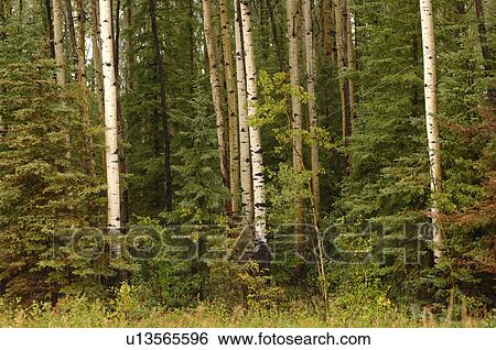 Trees in forest around Oil Sands View Large Photo Image Stock Photograph - Trees in forest around Oil Sands. Fotosearch