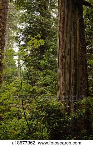 Trees in forest View Large Photo Image Stock Image - Trees in forest. Fotosearch