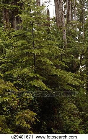 Trees in forest View Large Photo Image Stock Image - Trees in forest. Fotosearch