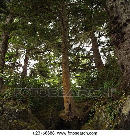 Trees in forest View Large Photo Image Stock Photo - Trees in forest. Fotosearch