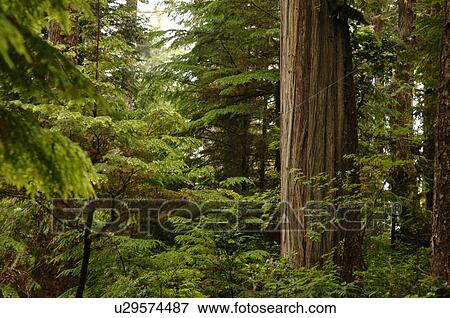 Trees in forest View Large Photo Image Stock Photo - Trees in forest. Fotosearch