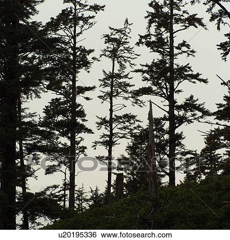 Trees in Forest View Large Photo Image Stock Photograph - Trees in Forest. Fotosearch