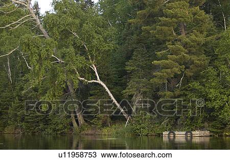 Stock Image - Trees on Lake Shore. Fotosearch
