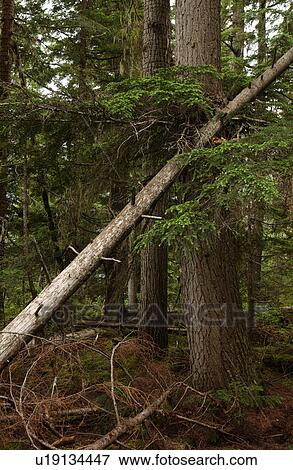 Stock Photo - View of a fallen tree in a forest. Fotosearch