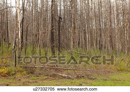 Stock Photography - Woodlands surrounding oil sands. Fotosearch