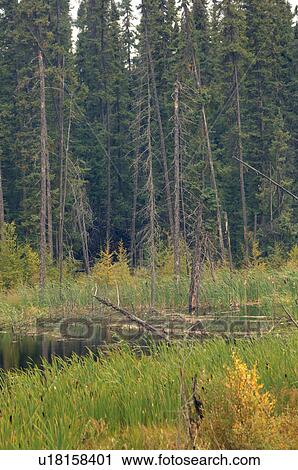 Stock Image - Woolands surrounding oil sands. Fotosearch