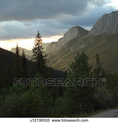 Stock Image - Close up of leaves on branch, Mt. Robson Provincial Park, Canada. Fotosearch