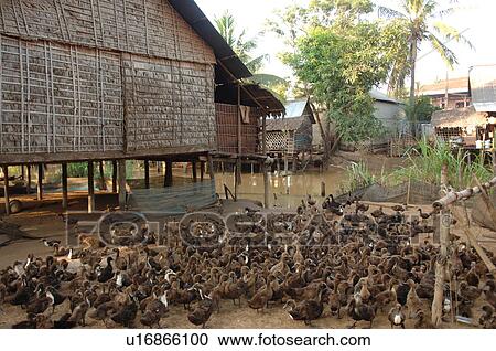Stock Image - Flock of ducks in village. Fotosearch