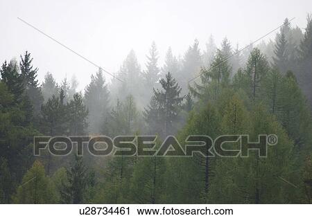 Fog at tree tops in Slovenia View Large Photo Image Stock Image - Fog at tree tops in Slovenia. Fotosearch