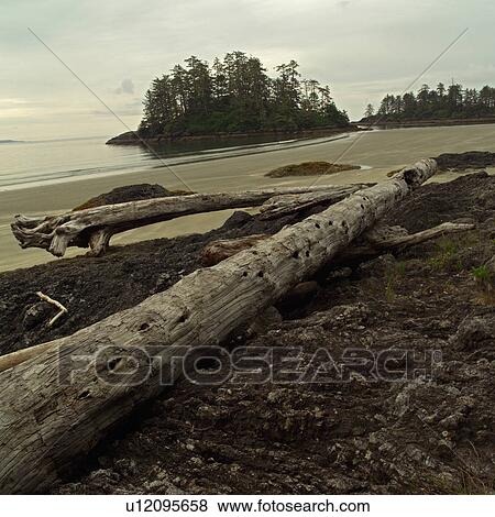 Logs and Rocks on beach, Pacific Rim National Park, Vancouver Island, Canada View Large Photo Image Stock Photo - Logs and Rocks on beach, Pacific Rim National Park, Vancouver Island, Canada. Fotosearch