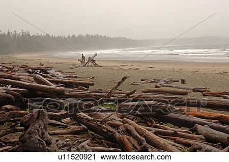Logs on shoreline, Florencia Bay Vancouver Island, Canada View Large Photo Image Stock Image - Logs on shoreline, Florencia Bay Vancouver Island, Canada. Fotosearch
