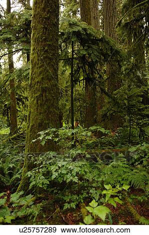 Stock Photo - Trees in forest, Cathedral Grove Trail, Vancouver Island, Canada. Fotosearch