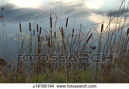 Picture - vegetation in nature. Fotosearch