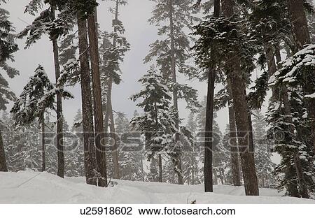 Stock Image - Whistler, B. C. Canada. Fotosearch