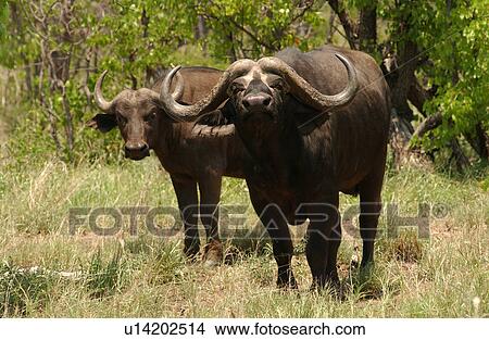 Picture - African Buffalo. Fotosearch