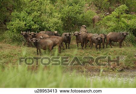 Stock Image - African Buffalo. Fotosearch