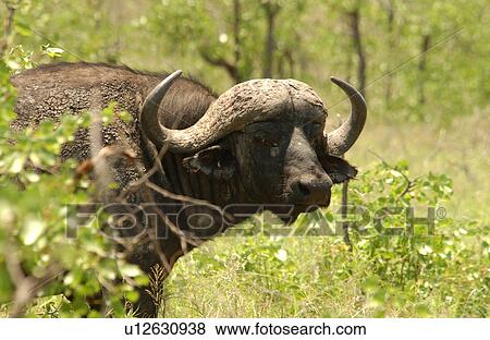 Stock Photo - African Buffalo. Fotosearch
