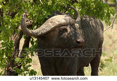 African Buffalo View Large Photo Image Stock Photo - African Buffalo. Fotosearch