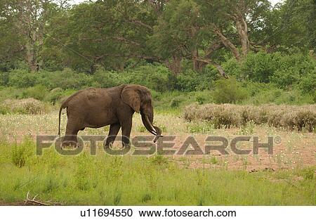 African Elephant View Large Photo Image Stock Image - African Elephant. Fotosearch