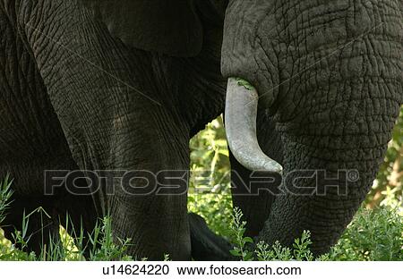 Stock Image - African Elephant. Fotosearch