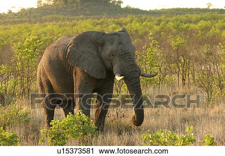 African Elephant View Large Photo Image Stock Image - African Elephant. Fotosearch
