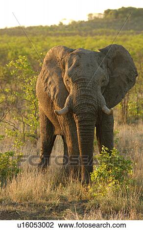 Stock Image - African Elephant. Fotosearch