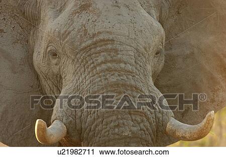Stock Image - African Elephant. Fotosearch