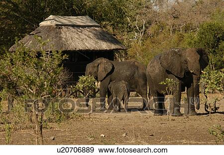 Stock Photo - African Elephant. Fotosearch