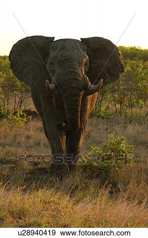 African Elephant View Large Photo Image Stock Photo - African Elephant. Fotosearch